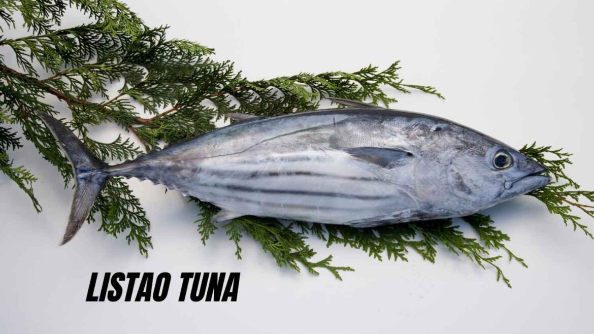 Listao Tuna: The Ultimate Guide to a Nutritious and Flavorful Delicacy