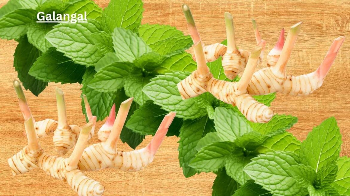 Exploring Galangal: From Health Benefits to Culinary Uses